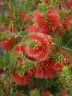 Callistemon pearsonii