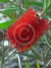 Callistemon phoeniceus