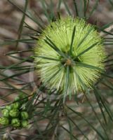 Callistemon pinifolius