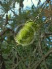 Callistemon pinifolius