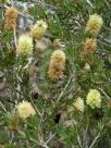 Callistemon pityoides