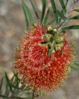 Callistemon rugulosus