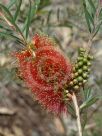 Callistemon rugulosus