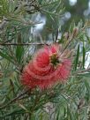 Callistemon rugulosus