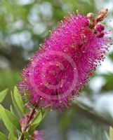 Callistemon salignus Perth Pink