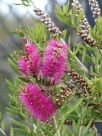 Callistemon salignus Perth Pink