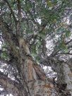 Callistemon salignus