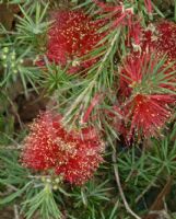 Callistemon subulatus