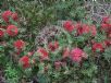 Callistemon subulatus