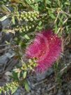 Callistemon Burgundy