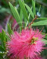 Callistemon Eureka