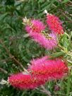 Callistemon Eureka