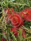 Callistemon Kings Park Special