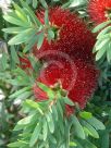 Callistemon Little John