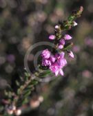 Calluna vulgaris