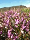 Calluna vulgaris