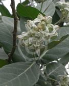 Calotropis gigantea