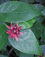 Calycanthus floridus