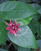 Calycanthus floridus