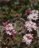 Calytrix alpestris