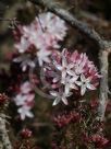 Calytrix alpestris