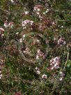 Calytrix alpestris