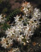 Calytrix tetragona