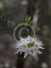 Calytrix tetragona