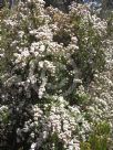 Calytrix tetragona