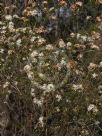 Calytrix tetragona