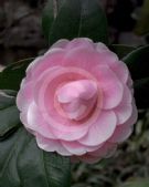 Camellia japonica