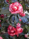 Camellia japonica