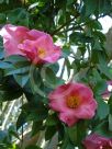 Camellia reticulata