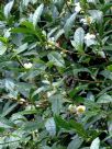 Camellia sinensis