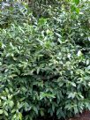 Camellia sinensis