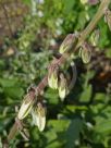 Campanula alliariifolia alliariifolia