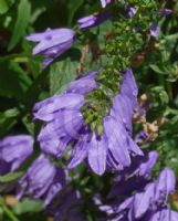 Campanula carpatica