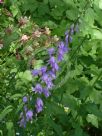 Campanula carpatica