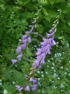 Campanula carpatica