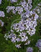 Campanula lactiflora