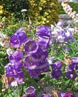 Campanula medium