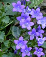 Campanula portenschlagiana