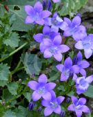 Campanula portenschlagiana