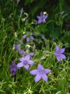 Campanula portenschlagiana