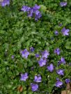 Campanula portenschlagiana