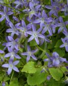 Campanula poscharskyana