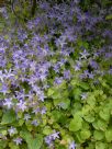 Campanula poscharskyana