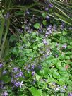 Campanula poscharskyana