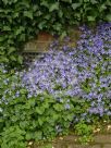 Campanula poscharskyana