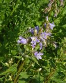 Campanula trachelium